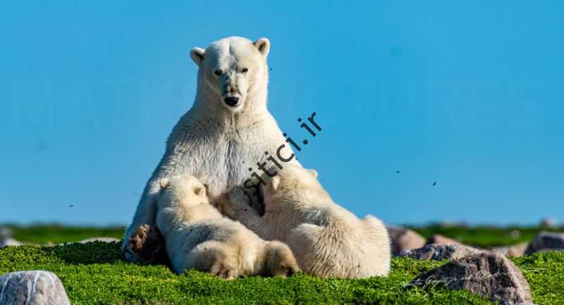 زندگی صمیمی خرس های قطبی 