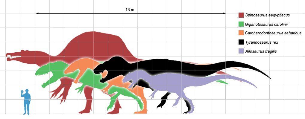 طول یک دایناسور را مقایسه کنید