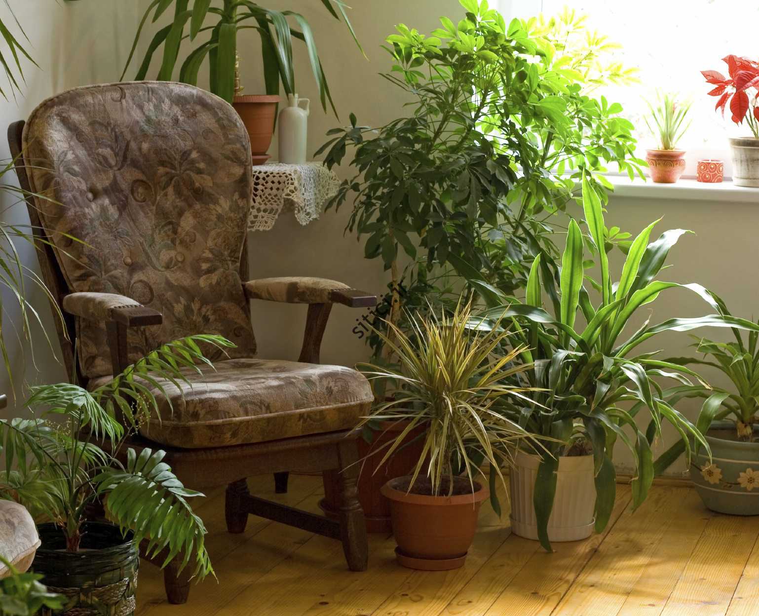 آیا گیاهان آپارتمانی بر سلامتی تأثیر می گذارند؟